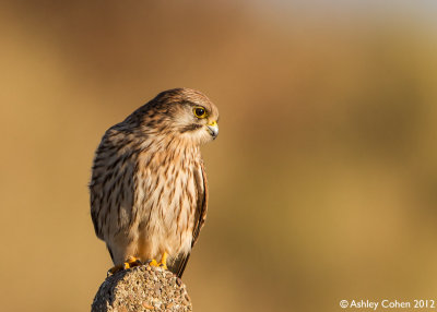 Kestrel