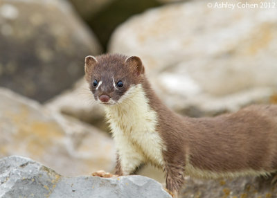 Stoat