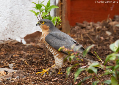 Eurasian Sparrowhawk - Accipiter nisus