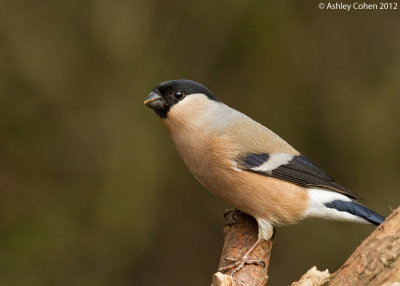 Bullfinch