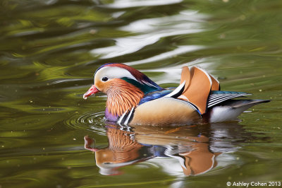 Mandarin Duck - Aix galericulata