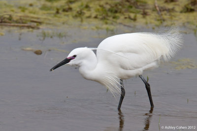 Little Egret