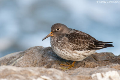 Purple Sandpiper