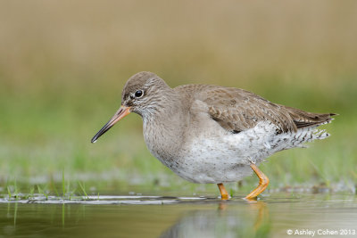 Redshank