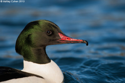 Goosander