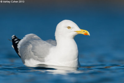 Herring Gull - Larus argentatus