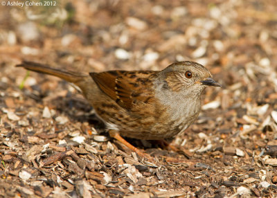 Dunnock