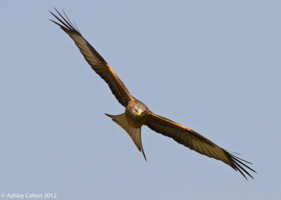 Red Kite