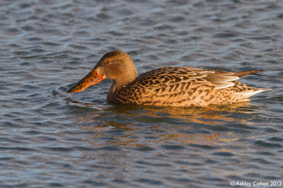 Shoveler