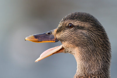 Mallard