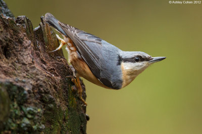 Nuthatch - Sitta europaea