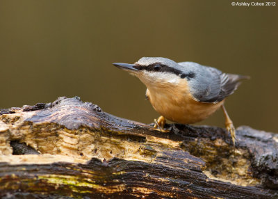 Nuthatch - Sitta europaea