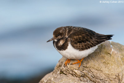 Turnstone