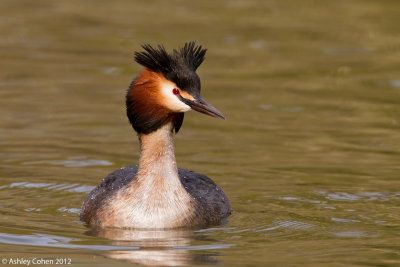 Great Crested Grebe