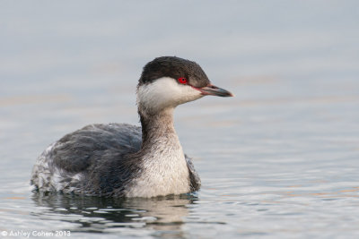 Slavonian Grebe