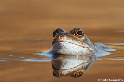 Amphibians