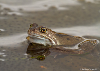 Common Frog - Rana temporaria