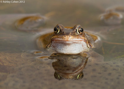 Common Frog - Rana temporaria