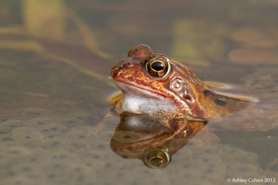 Common Frog - Rana temporaria