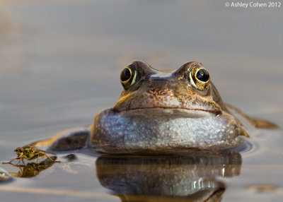 Common Frog