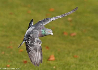Feral Pigeon