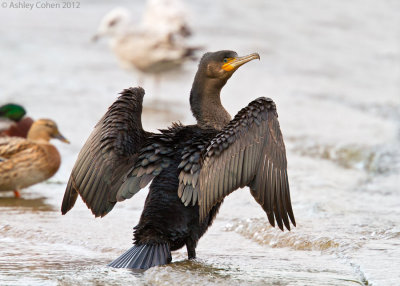 Cormorant