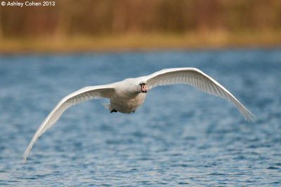 Mute Swan