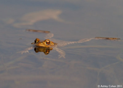 Common Toad - Bufo bufo