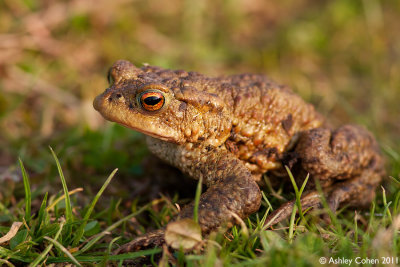 Common Toad - Bufo bufo