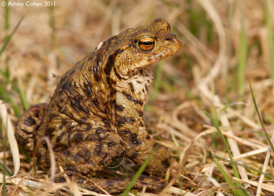 Common Toad - Bufo bufo