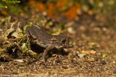 Common Toad - Bufo bufo - Young