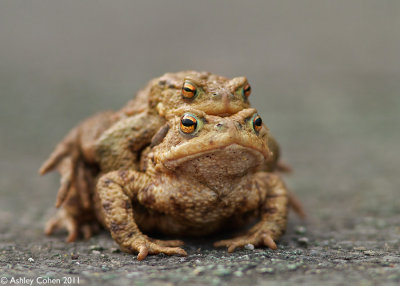 Common Toad - Bufo bufo