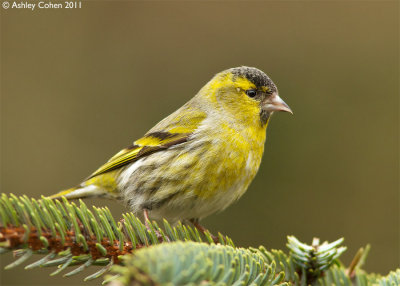 Siskin
