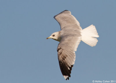 Common Gull