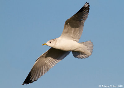 Common Gull