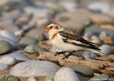 Snow Bunting - Plectrophenax nivalis
