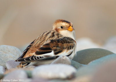 Snow Bunting - Plectrophenax nivalis