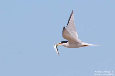 Little Tern