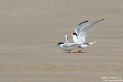 Little Tern