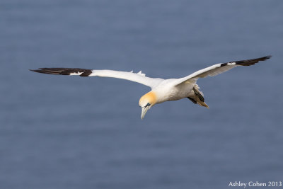 Gannet - Morus bassanus