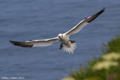 Gannet