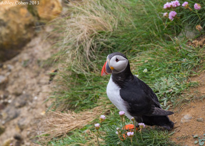 Puffin
