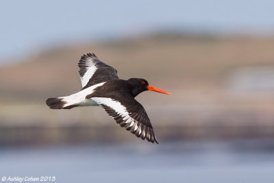 Oystercatcher