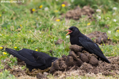 Chough