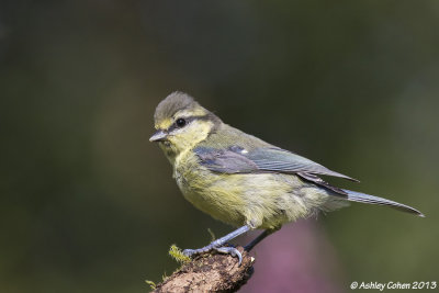 Blue Tit