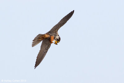 Hobby