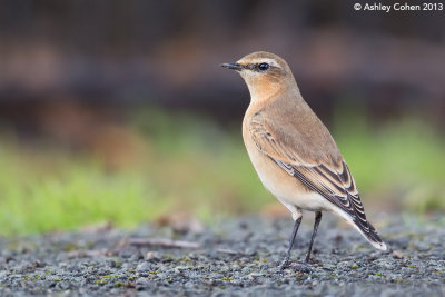 Chats and thrushes