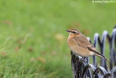 Wheatear