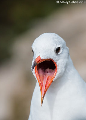 Black-Headed Gull