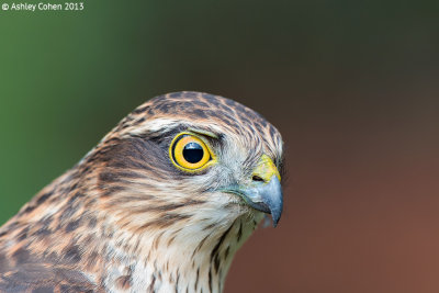 Sparrowhawk